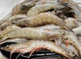 Shell On Shrimps (3)